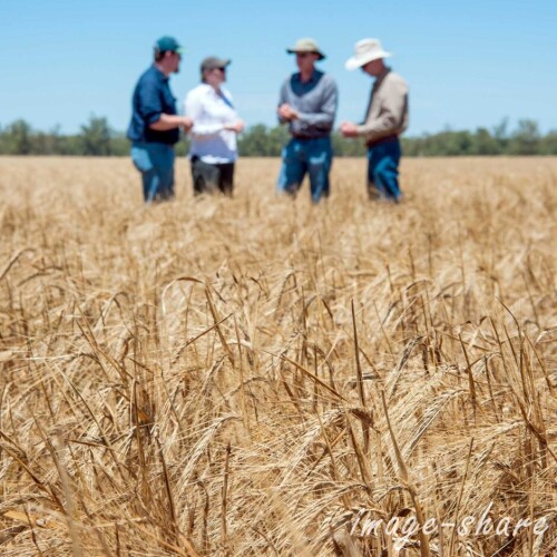 Seed Dressing